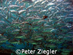Jack Fish School

Sipadan, Barracuda Point, Sabah/Borne... by Peter Ziegler 